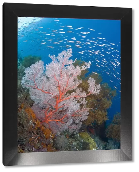 Indonesia, Raja Ampat. Schooling fish and a coral reef