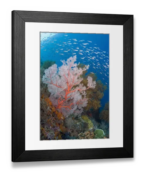 Framed Print : Indonesia, Raja Ampat. Schooling fish and a coral reef Framed Print : Indonesia, Raja Ampat. Schooling fish and a coral reef