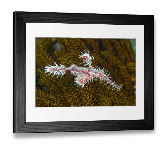 Framed Print : Indonesia, Raja Ampat. Close-up of ghost pipefish that can change its color and skin texture