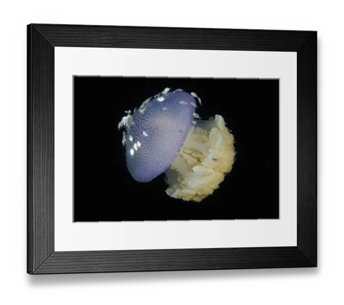 Framed Print : Indonesia, Raja Ampat. Close-up of jellyfish and juvenile trevally fish seeking shelter Framed Print : Indonesia, Raja Ampat. Close-up of jellyfish and juvenile trevally fish seeking shelter