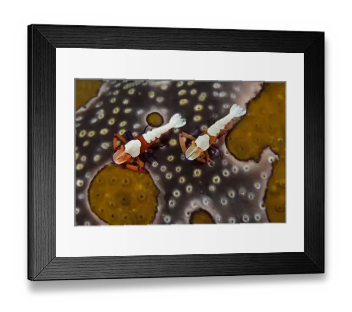 Framed Print : Indian Ocean, Indonesia, Sulawesi Island, Lembeh Straits. Two imperial shrimps on a sea cucumber Framed Print : Indian Ocean, Indonesia, Sulawesi Island, Lembeh Straits. Two imperial shrimps on a sea cucumber