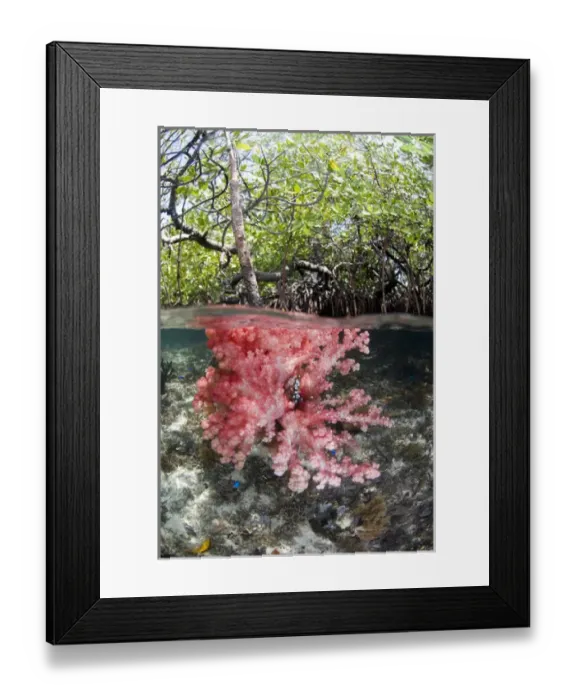 Framed Print : Indian Ocean, Indonesia, Raja Ampat, Misool Islands