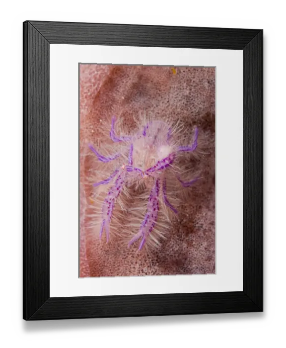 Framed Print : Indian Ocean, Indonesia, Sulawesi Island, Lembeh Straits Framed Print : Indian Ocean, Indonesia, Sulawesi Island, Lembeh Straits