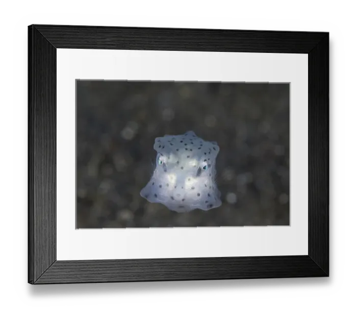 Framed Print : Indian Ocean, Indonesia, Sulawesi Island, Lembeh Straits. Close-up of juvenile boxfish. Credit as: Jones & Shimlock / Jaynes Gallery / DanitaDelimont. com Framed Print : Indian Ocean, Indonesia, Sulawesi Island, Lembeh Straits. Close-up of juvenile boxfish. Credit as: Jones & Shimlock / Jaynes Gallery / DanitaDelimont. com