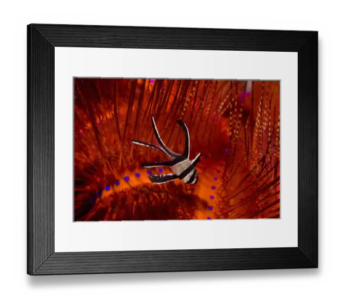 Framed Print : Indian Ocean, Indonesia, Sulawesi, Lembeh Straits