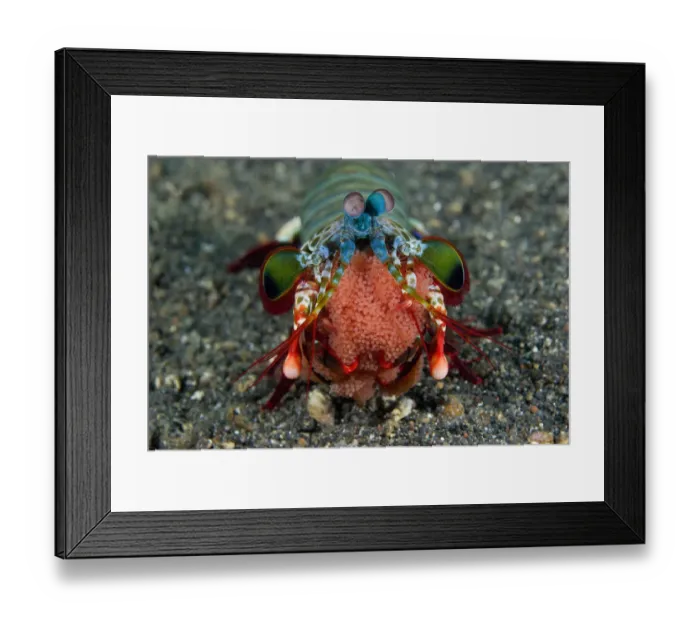 Framed Print : Indian Ocean, Indonesia, Sulawesi Island, Lembeh Straits. Female mantis shrimp holds eggs in mouth Framed Print : Indian Ocean, Indonesia, Sulawesi Island, Lembeh Straits. Female mantis shrimp holds eggs in mouth