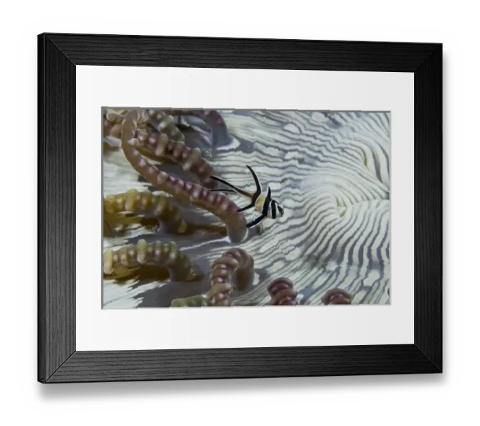 Framed Print : Indian Ocean, Indonesia, Sulawesi, Lembeh Straits Framed Print : Indian Ocean, Indonesia, Sulawesi, Lembeh Straits