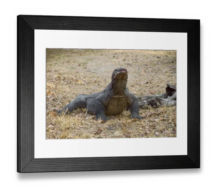 Framed Print : Indonesia, Komodo National Park. Close-up of Komodo dragon