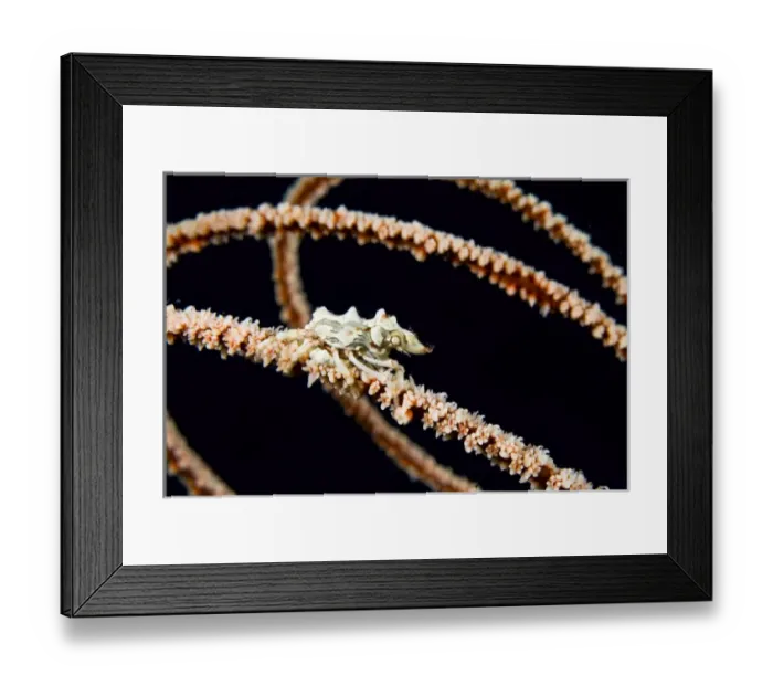 Framed Print : Indonesia, Komodo National Park. Wire coral crab on spiraling wire coral. Credit as Framed Print : Indonesia, Komodo National Park. Wire coral crab on spiraling wire coral. Credit as