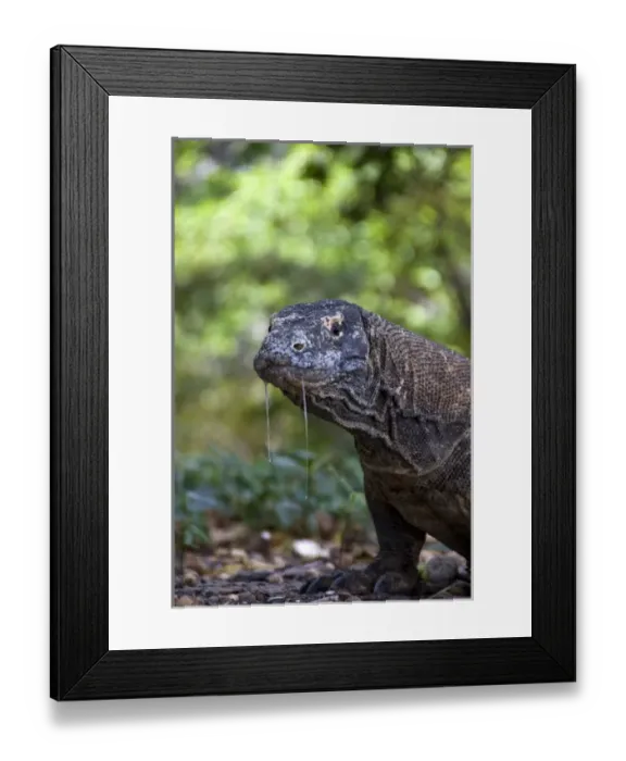 Framed Print : Indonesia, Komodo National Park. Close-up of Komodo dragon Framed Print : Indonesia, Komodo National Park. Close-up of Komodo dragon