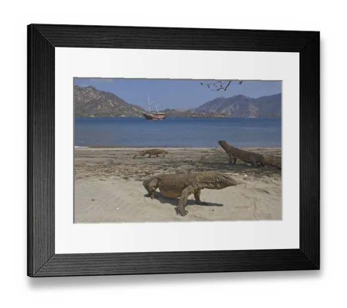 Framed Print : Indonesia, Komodo National Park. Three Komodo dragons on beach with phinisi schooner Framed Print : Indonesia, Komodo National Park. Three Komodo dragons on beach with phinisi schooner