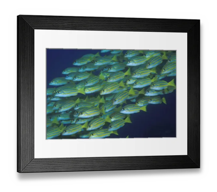 Framed Print : Indonesia, Komodo National Park. Close-up of schooling lined snappers. Credit as Framed Print : Indonesia, Komodo National Park. Close-up of schooling lined snappers. Credit as