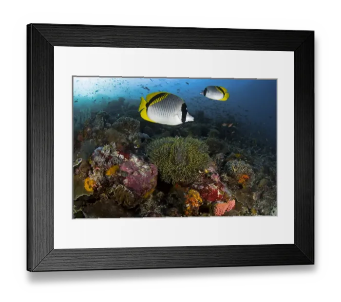 Framed Print : Indonesia, Komodo National Park. Lined butterflyfish swim over reef corals. Credit as
