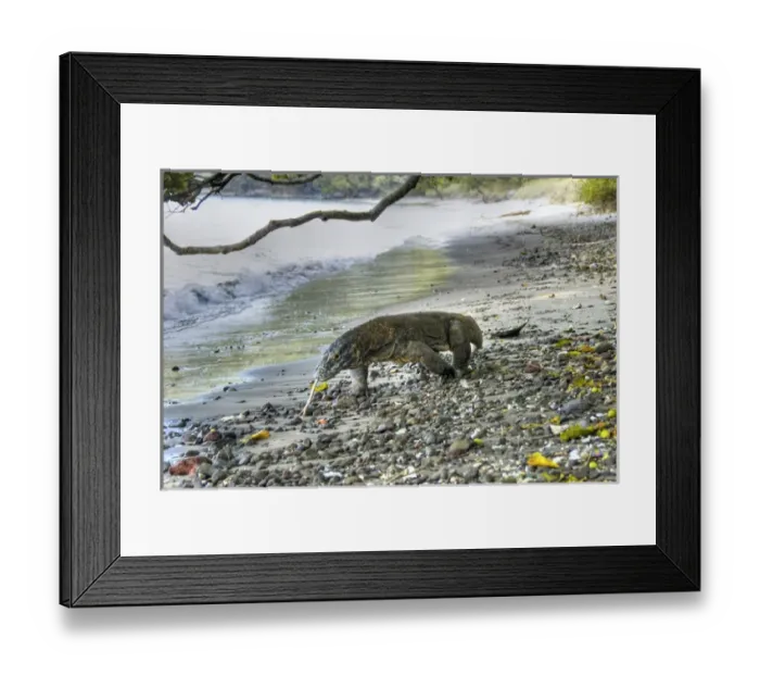 Framed Print : Indonesia, Komodo National Park. Komodo dragon walking on stony beach. Credit as