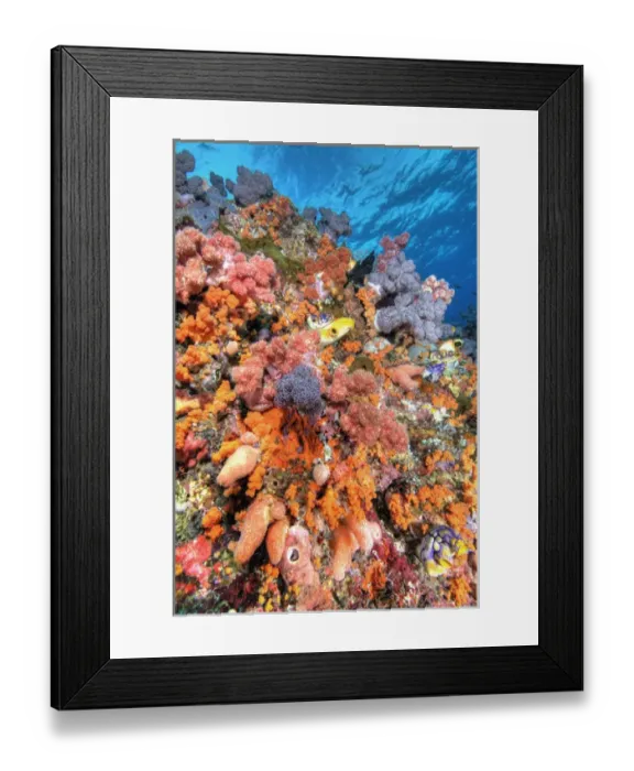 Framed Print : Indonesia, Papua, Raja Ampat. Various species of soft corals, tunicates, and encrusting Framed Print : Indonesia, Papua, Raja Ampat. Various species of soft corals, tunicates, and encrusting