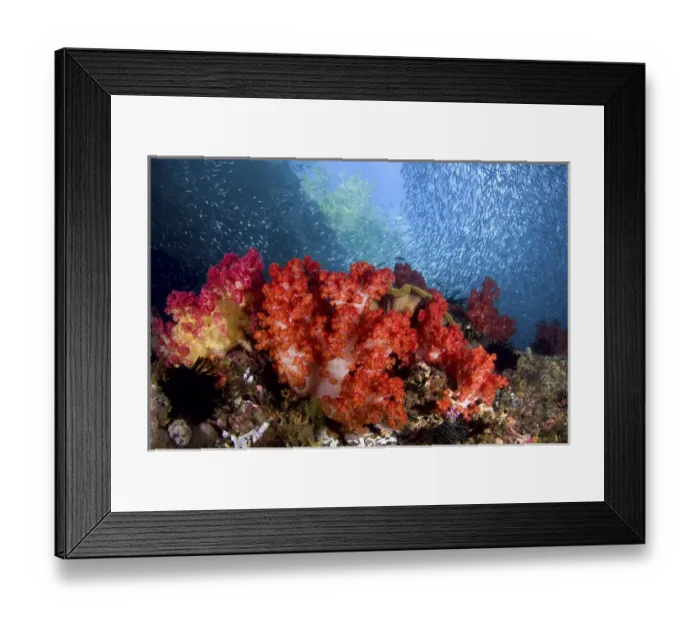 Framed Print : Indonesia, Papua, Fak Fak, Triton Bay. Schooling baitfish swim past coral. Credit as Framed Print : Indonesia, Papua, Fak Fak, Triton Bay. Schooling baitfish swim past coral. Credit as