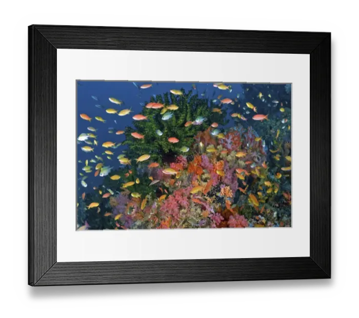 Framed Print : Indonesia, Papua, Fak Fak, Triton Bay. Colorful reef scenic Framed Print : Indonesia, Papua, Fak Fak, Triton Bay. Colorful reef scenic