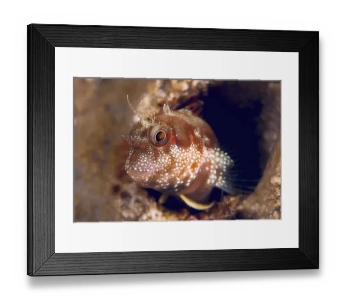 Framed Print : Indonesia, Papua, Fak Fak, Triton Bay. Close-up of blenny fish emerging from hiding place Framed Print : Indonesia, Papua, Fak Fak, Triton Bay. Close-up of blenny fish emerging from hiding place
