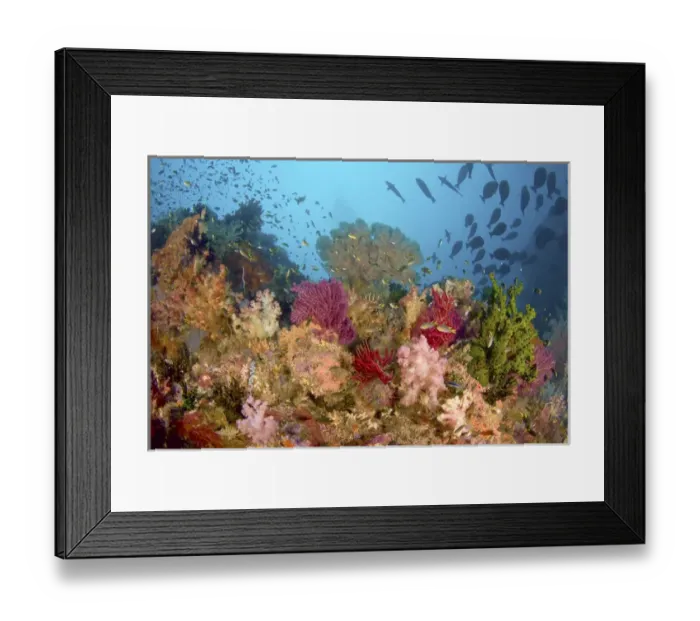 Framed Print : Indonesia, Papua, Raja Ampat, Misool. Scenic of diverse reef life Framed Print : Indonesia, Papua, Raja Ampat, Misool. Scenic of diverse reef life