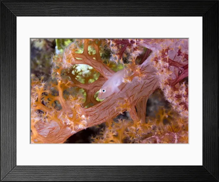 Framed Print : Indonesia, Papua, Raja Ampat. Goby fish have symbiosis with soft corals. Credit as Framed Print : Indonesia, Papua, Raja Ampat. Goby fish have symbiosis with soft corals. Credit as