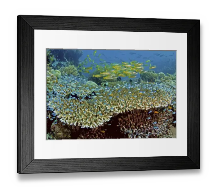 Framed Print : Indonesia, Papau, Raja Ampat, Misool. Damselfish and snappers school over reef corals Framed Print : Indonesia, Papau, Raja Ampat, Misool. Damselfish and snappers school over reef corals
