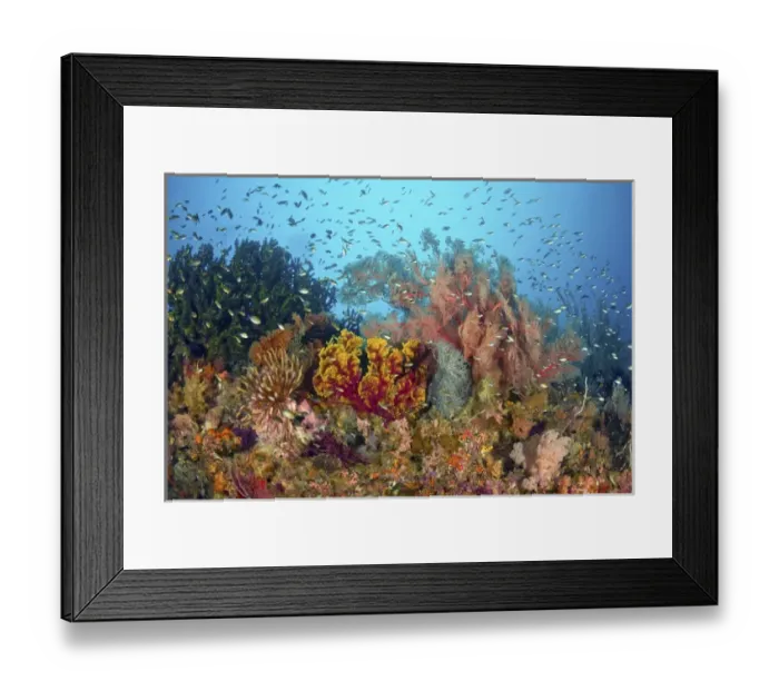 Framed Print : Indonesia, Papua, Raja Ampat, Misool. Scenic of diverse reef life Framed Print : Indonesia, Papua, Raja Ampat, Misool. Scenic of diverse reef life