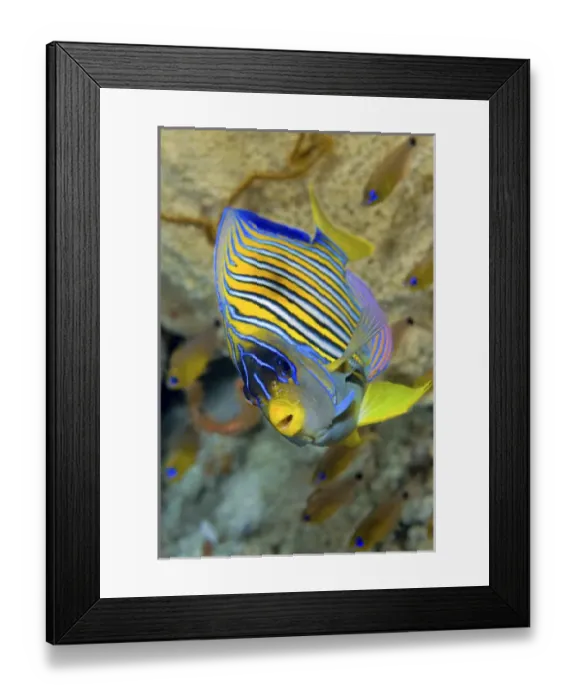 Framed Print : Indonesia, Papua, Raja Ampat. Close-up of angelfish Framed Print : Indonesia, Papua, Raja Ampat. Close-up of angelfish