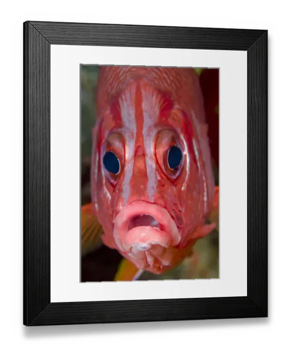 Framed Print : Indonesia, Papua, Raja Ampat. Close-up frontal view of colorful squirrelfish. Credit as