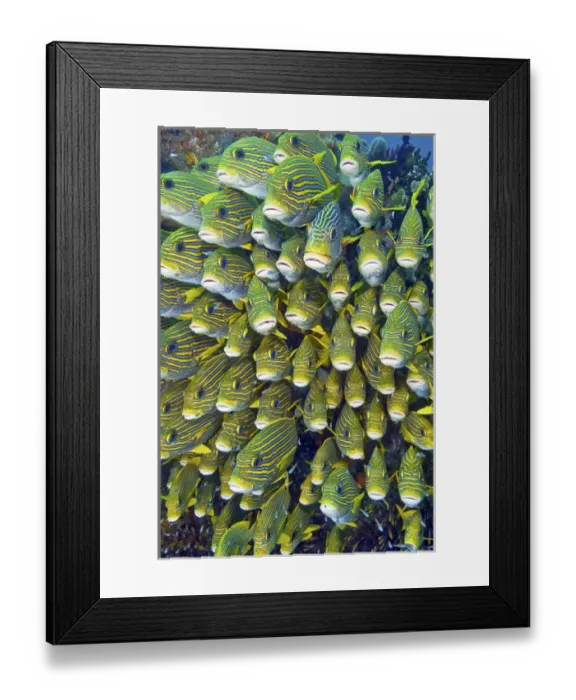 Framed Print : Indonesia, Papua, Raja Ampat. Close-up of schooling sweetlip fish Framed Print : Indonesia, Papua, Raja Ampat. Close-up of schooling sweetlip fish