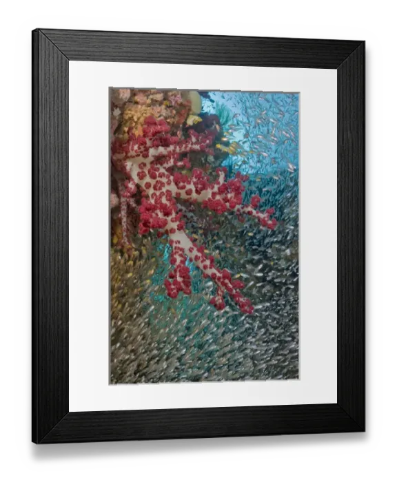 Framed Print : Indonesia, Papua, Raja Ampat. Baitfish schooling around soft coral Framed Print : Indonesia, Papua, Raja Ampat. Baitfish schooling around soft coral