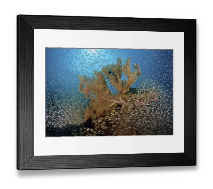 Framed Print : Indonesia, Papua, Raja Ampat. Sweeper fish school and sea fan Framed Print : Indonesia, Papua, Raja Ampat. Sweeper fish school and sea fan