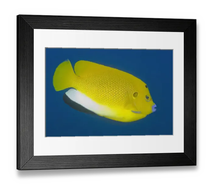 Framed Print : Indonesia, Papua, Raja Ampat. Close-up of angelfish Framed Print : Indonesia, Papua, Raja Ampat. Close-up of angelfish