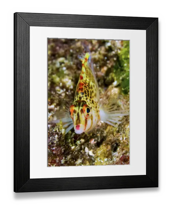 Framed Print : Indonesia, Papua, Raja Ampat. Close-up of colorful hawkfish