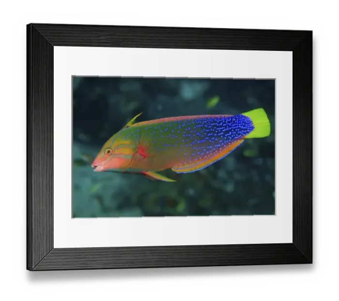 Framed Print : Indonesia, Papua, Raja Ampat. Close-up of colorful wrasse Framed Print : Indonesia, Papua, Raja Ampat. Close-up of colorful wrasse