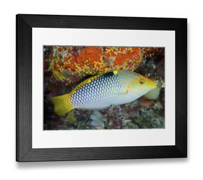Framed Print : Indonesia, Papua, Raja Ampat. Close-up of colorful wrasse Framed Print : Indonesia, Papua, Raja Ampat. Close-up of colorful wrasse