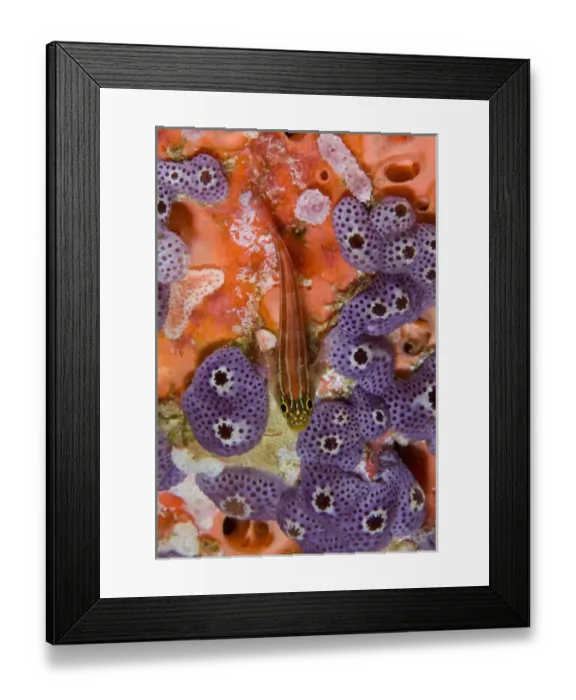 Framed Print : Indonesia, Raja Ampat. Looking down on triplefin fish swimming over sea squirts. Credit as Framed Print : Indonesia, Raja Ampat. Looking down on triplefin fish swimming over sea squirts. Credit as