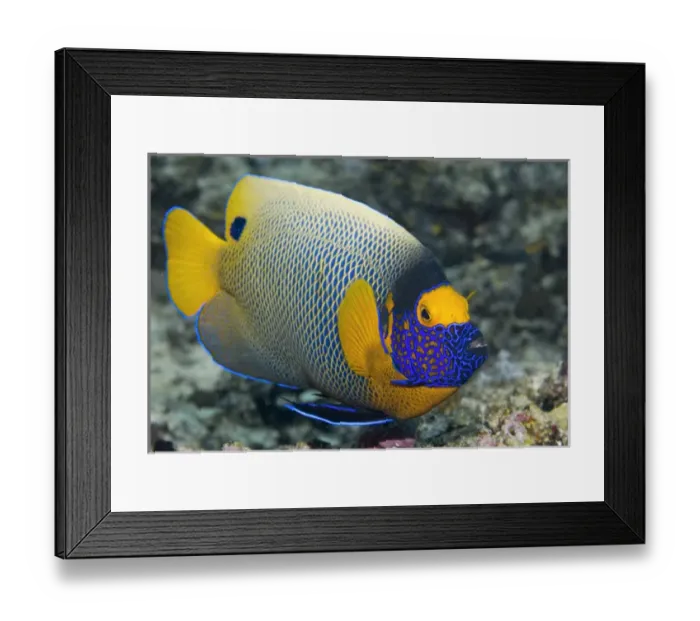Framed Print : Indonesia, Raja Ampat. Close-up of colorful emperor angelfish Framed Print : Indonesia, Raja Ampat. Close-up of colorful emperor angelfish
