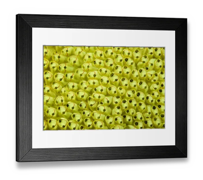 Framed Print : Indonesia, Raja Ampat. Arty view of sea squirt colony Framed Print : Indonesia, Raja Ampat. Arty view of sea squirt colony