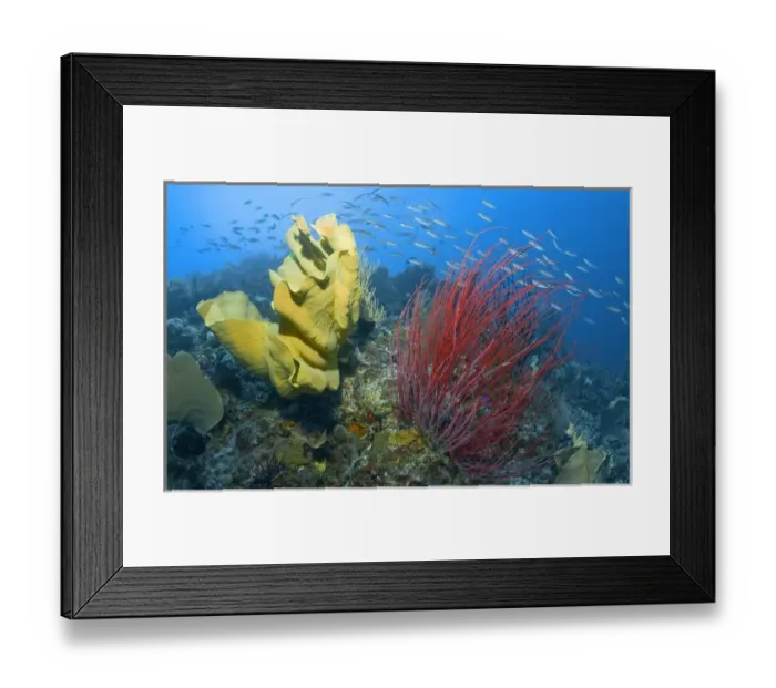 Framed Print : Indonesia, Raja Ampat. Credit as: Jones-Shimlock / Jaynes Gallery / DanitaDelimont Framed Print : Indonesia, Raja Ampat. Credit as: Jones-Shimlock / Jaynes Gallery / DanitaDelimont