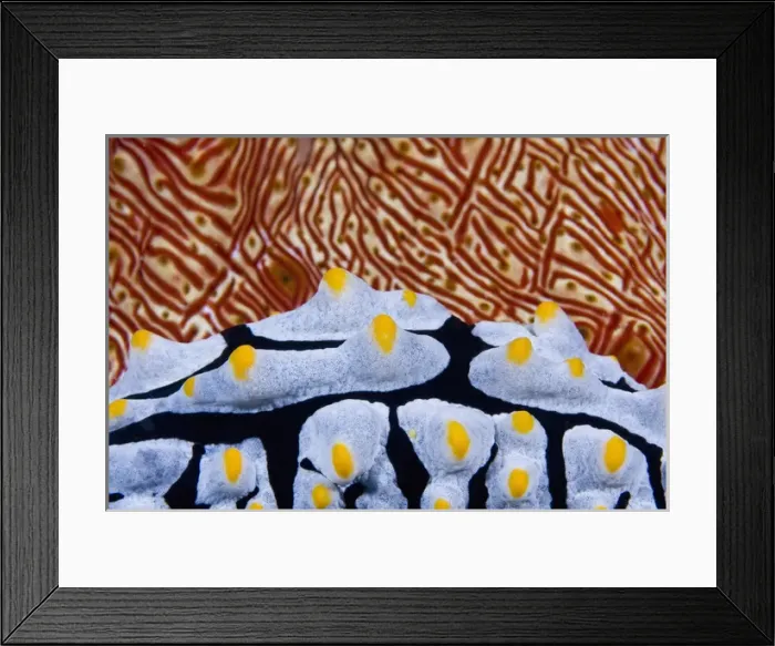 Framed Print : Indonesia, Raja Ampat. Abstract of a nudibranch crawling past a sea cucumber. Credit as