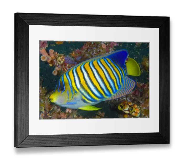 Framed Print : Indonesia, Raja Ampat. Side view of regal angelfish Framed Print : Indonesia, Raja Ampat. Side view of regal angelfish