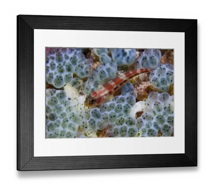 Framed Print : Indonesia, Raja Ampat. Close-up of triplefin fish swimming over sea squirt. Credit as Framed Print : Indonesia, Raja Ampat. Close-up of triplefin fish swimming over sea squirt. Credit as