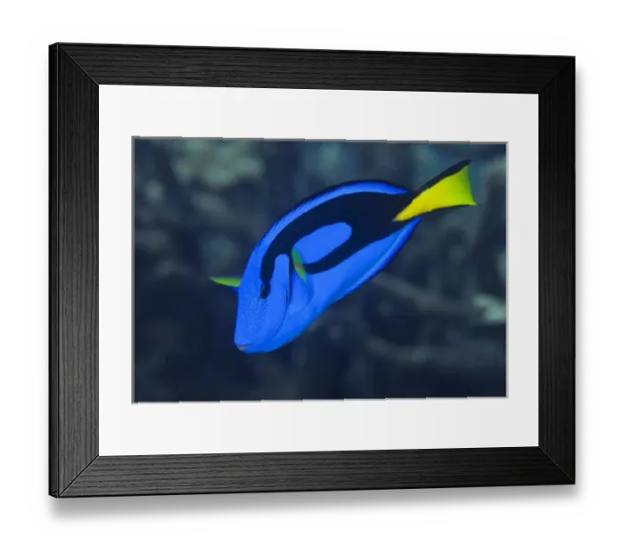 Framed Print : Indonesia, Raja Ampat. Close-up of colorful palette surgeonfish