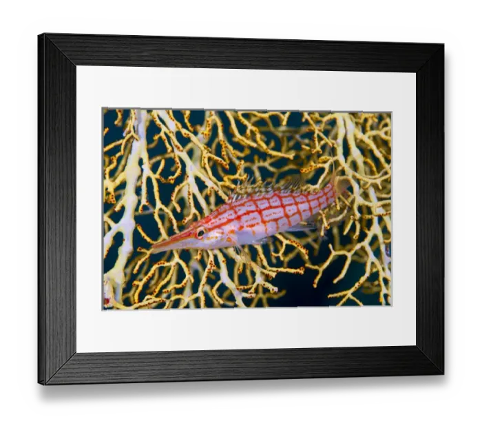 Framed Print : Indonesia, Raja Ampat. Close-up of hawkfish amid sea fan