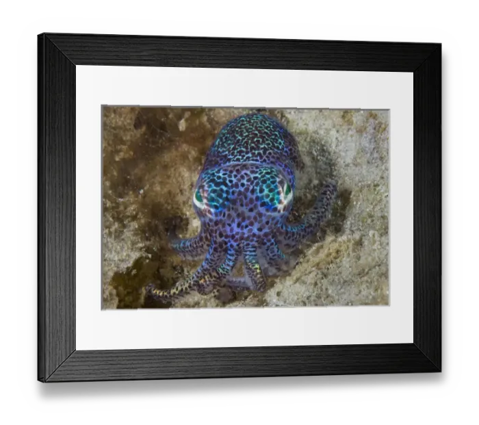 Framed Print : Indonesia, Raja Ampat, Aljui Bay. Close-up of nocturnal bobtail squid. Credit as Framed Print : Indonesia, Raja Ampat, Aljui Bay. Close-up of nocturnal bobtail squid. Credit as