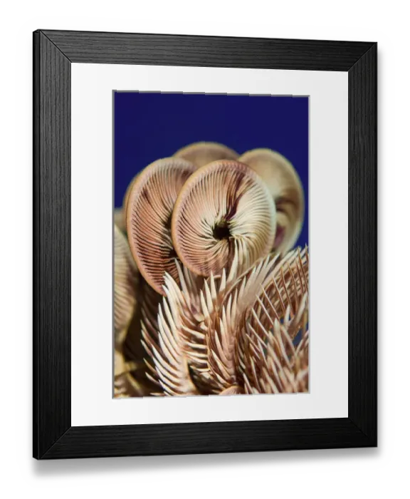Framed Print : Indonesia, Raja Ampat. Arty view of feather star crinoid Framed Print : Indonesia, Raja Ampat. Arty view of feather star crinoid