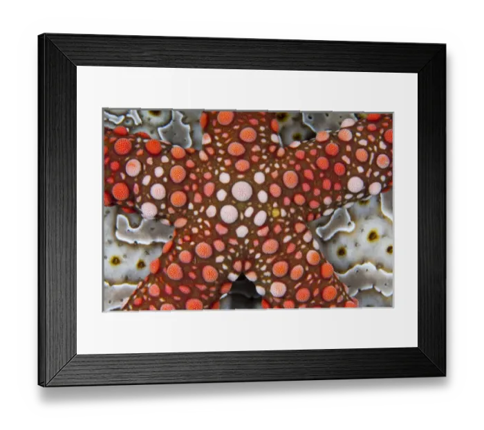 Framed Print : Indonesia, Raja Ampat. Partial view of colorful sea star over a sea cucumber. Credit as Framed Print : Indonesia, Raja Ampat. Partial view of colorful sea star over a sea cucumber. Credit as