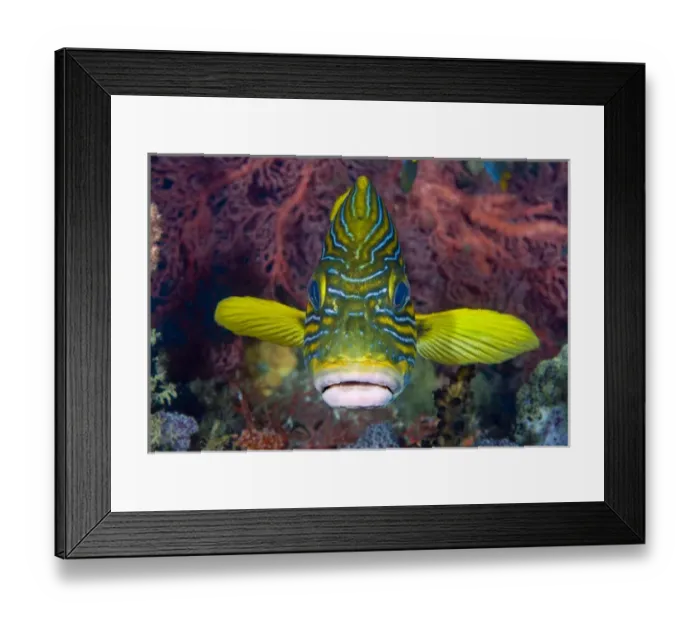 Framed Print : Indonesia, Raja Ampat. Front view of lined sweetlip fish amid coral Framed Print : Indonesia, Raja Ampat. Front view of lined sweetlip fish amid coral
