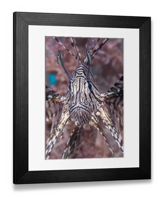 Framed Print : Indonesia, Raja Ampat. Frontal view of poisonous scorpionfish