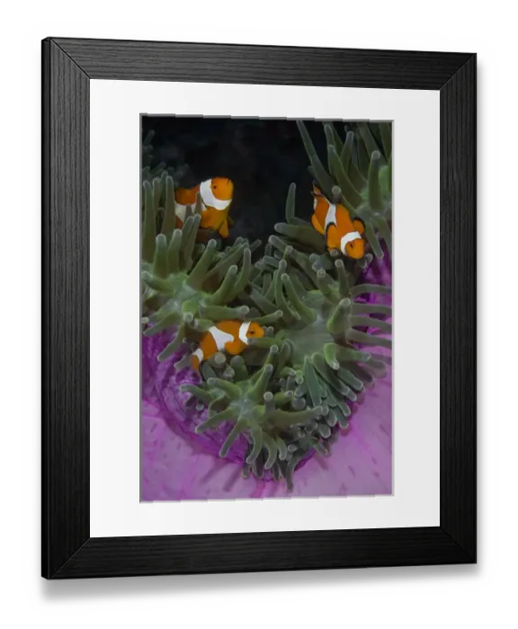 Framed Print : Indonesia, Raja Ampat. Three clownfish swim among anemone tentacles for protection Framed Print : Indonesia, Raja Ampat. Three clownfish swim among anemone tentacles for protection